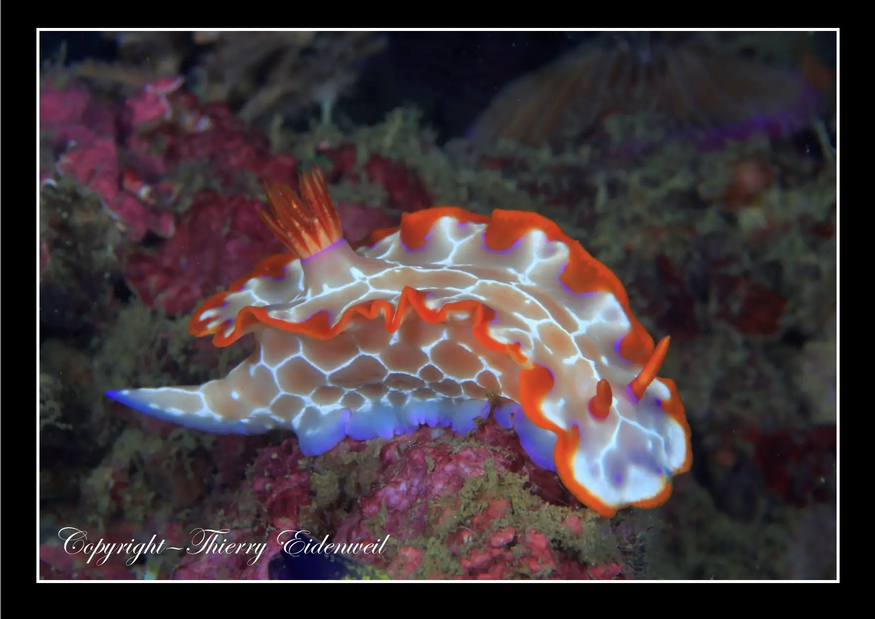 Anilao Macro Dive Media Highlight